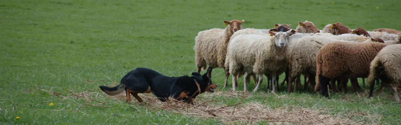 Een hond drijft een kudde schapen